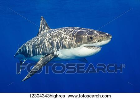 Stock Photograph - Great white shark (Carcharodon carcharias); Guadalupe Island, Mexico. Fotosearch