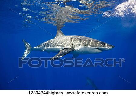 Great white shark (Carcharodon carcharias); Guadalupe Island, Mexico View Large Photo Image Stock Photograph - Great white shark (Carcharodon carcharias); Guadalupe Island, Mexico. Fotosearch