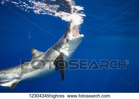 Stock Photograph - Great white shark (Carcharodon carcharias); Guadalupe Island, Mexico. Fotosearch