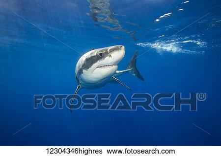 Stock Photograph - Great white shark (Carcharodon carcharias); Guadalupe Island, Mexico. Fotosearch