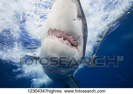 Stock Photograph - Great white shark (Carcharodon carcharias) attracted to the cage with bait, that can be seen in the background; Guadalupe Island, Mexico. Fotosearch