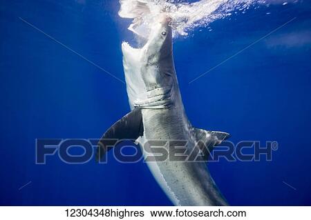 Stock Photograph - Great white shark (Carcharodon carcharias); Guadalupe Island, Mexico. Fotosearch