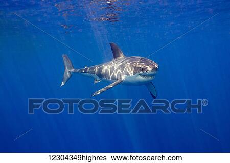 Stock Photograph - Great white shark (Carcharodon carcharias); Guadalupe Island, Mexico. Fotosearch