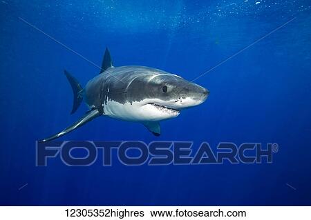 Stock Photograph - Great white shark (Carcharodon carcharias); Guadalupe Island, Mexico. Fotosearch