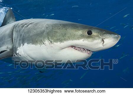 Great white shark (Carcharodon carcharias); Guadalupe Island, Mexico View Large Photo Image Stock Photograph - Great white shark (Carcharodon carcharias); Guadalupe Island, Mexico. Fotosearch