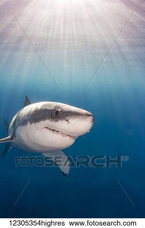 Great white shark (Carcharodon carcharias); Guadalupe Island, Mexico View Large Photo Image Stock Photograph - Great white shark (Carcharodon carcharias); Guadalupe Island, Mexico. Fotosearch