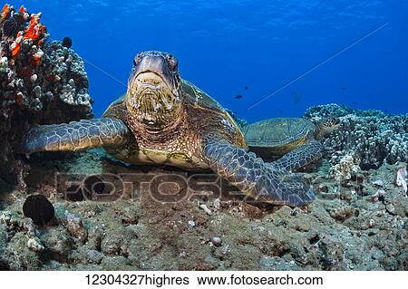 Stock Photograph - Green sea turtle (Chelonia mydas), an endangered species; Hawaii, United States of America. Fotosearch