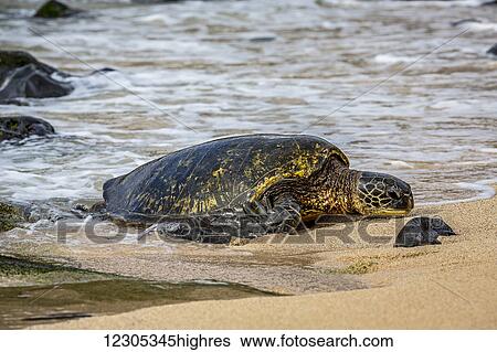 Stock Photograph - Green sea turtle (Chelonia mydas), an endangered species, makes its way from the Pacific ocean onto the beach; Maui, Hawaii, United States of America. Fotosearch