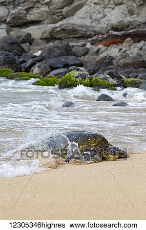 Green sea turtle (Chelonia mydas), an endangered species, makes its way from the Pacific ocean onto the beach; Maui, Hawaii, United States of America View Large Photo Image Stock Photograph - Green sea turtle (Chelonia mydas), an endangered species, makes its way from the Pacific ocean onto the beach; Maui, Hawaii, United States of America. Fotosearch