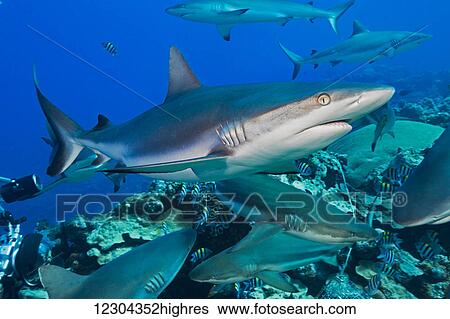 Grey reef sharks (Carcharhinus amblyrhynchos) at a controled feeding off the island of Yap; Yap, Micronesia View Large Photo Image Stock Photograph - Grey reef sharks (Carcharhinus amblyrhynchos) at a controled feeding off the island of Yap; Yap, Micronesia. Fotosearch