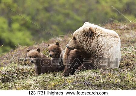 Stock Photograph - Grizzly bear cubs and mother relaxing and on the tundra in spring, Denali National Park, Interior Alaska, USA. Fotosearch