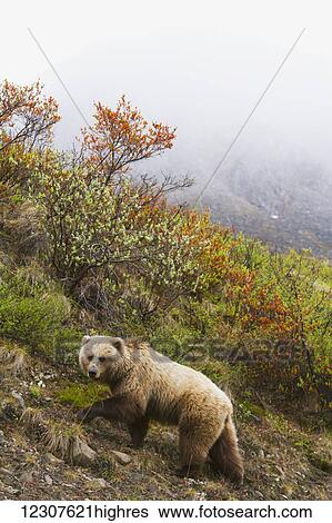 Stock Photograph - Grizzly bear near the park road on a foggy day, Denali National Park & Preserve, Interior Alaska, USA. Fotosearch