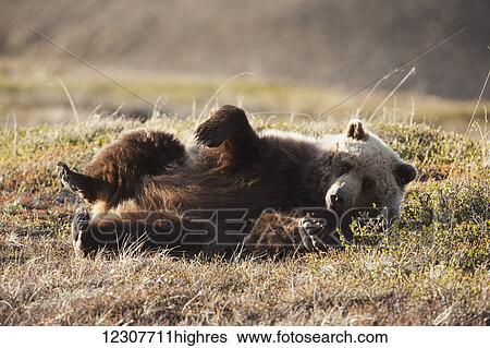 Stock Photograph - Grizzly bear rolling on ground in Denali National Park & Preserve in Interior Alaska.. Fotosearch