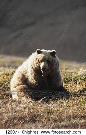 Grizzly bear yawning and resting near Park road. Denali National Park & Preserve. Interior Alaska. View Large Photo Image Stock Photograph - Grizzly bear yawning and resting near Park road. Denali National Park & Preserve. Interior Alaska.. Fotosearch