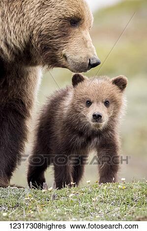 Stock Photograph - Grizzly cub with mother near the park road in spring, Denali National Park, Interior Alaska, USA. Fotosearch