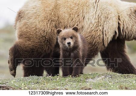 Stock Photograph - Grizzly cub with mother near the park road in spring, Denali National Park, Interior Alaska, USA. Fotosearch
