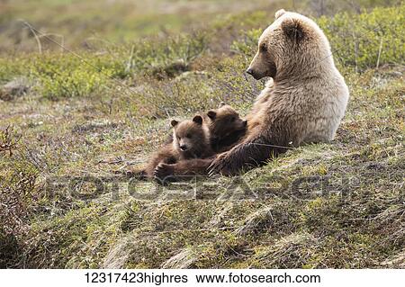 Stock Photograph - Grizzly sow with two cubs resting on the tundra, Denali National Park, Interior Alaska. Fotosearch