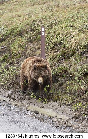 Stock Photograph - Grizzly walks along the park road at mile post 65, Denali National Park, Interior Alaska, USA. Fotosearch