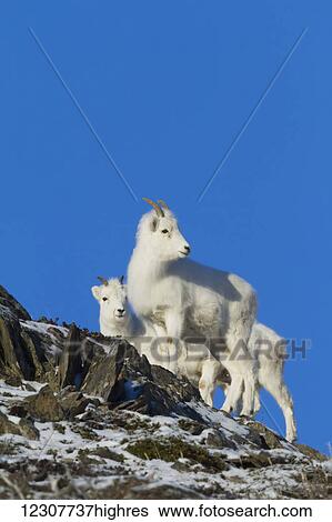 Stock Photograph - Group of Dall sheep ewes stand together and look at other sheep behind them. Windy Point area of the Chugach Mountains. Southcentral Alaska.. Fotosearch