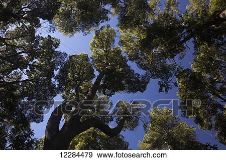 Grove of rare arrayan trees (Chilean myrtle trees, Luma apiculata) in Los Arrayanes National Park; Rio, Argentina View Large Photo Image Stock Photo - Grove of rare arrayan trees (Chilean myrtle trees, Luma apiculata) in Los Arrayanes National Park; Rio, Argentina. Fotosearch