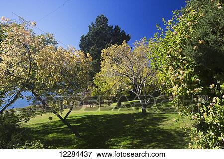 Grove on Estancia Harberton; Tierra del Fuego, Argentina View Large Photo Image Stock Photo - Grove on Estancia Harberton; Tierra del Fuego, Argentina. Fotosearch
