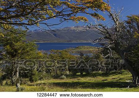Grove on Estancia Harberton; Tierra del Fuego, Argentina View Large Photo Image Stock Photo - Grove on Estancia Harberton; Tierra del Fuego, Argentina. Fotosearch