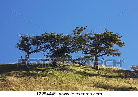 Grove on Estancia Harberton; Tierra del Fuego, Argentina View Large Photo Image Stock Photo - Grove on Estancia Harberton; Tierra del Fuego, Argentina. Fotosearch