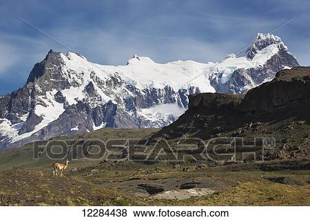 Guanaco (Lama guanicoe) in front of Cerro Paine Grande in Torres del Paine National Park; Magallanes region, Chile View Large Photo Image Stock Photo - Guanaco (Lama guanicoe) in front of Cerro Paine Grande in Torres del Paine National Park; Magallanes region, Chile. Fotosearch