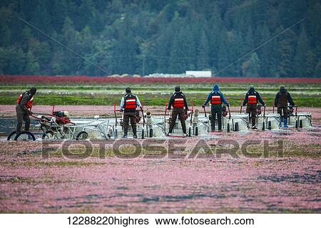 Stock Photograph - Harvesting cranberries; Pitt Meadows, British Columbia, Canada. Fotosearch