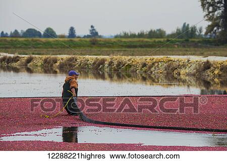 Stock Photograph - Harvesting cranberries; Pitt Meadows, British Columbia, Canada. Fotosearch