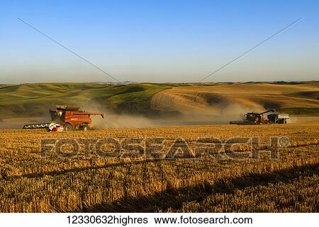 Harvesting Grain And Offloading To A Grain Cart On The Hills Of Eastern Washington; Washington, United States Of America View Large Photo Image Stock Photograph - Harvesting Grain And Offloading To A Grain Cart On The Hills Of Eastern Washington; Washington, United States Of America. Fotosearch