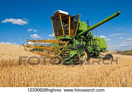 Harvesting Wheat On Vintage Equipment; Washington, United States Of America View Large Photo Image Stock Photograph - Harvesting Wheat On Vintage Equipment; Washington, United States Of America. Fotosearch