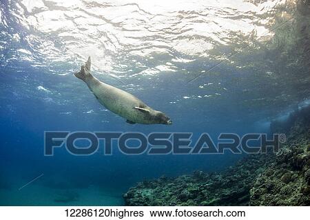 Stock Photograph - Hawaiian monk seal (Monachus schauinslandi) underwater; Hawaii, United States of America. Fotosearch