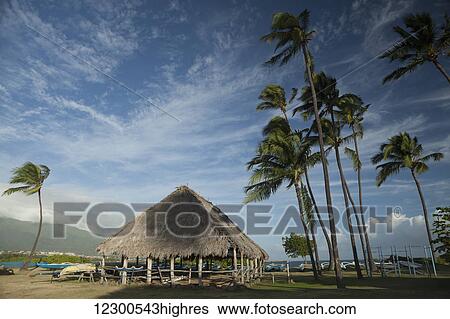 Hawaiian outrigger canoes, local canoe club shed, coconut palms, Canoe house, Amala Beach; Wailuku, Maui, Hawaii, United States of America View Large Photo Image Stock Photograph - Hawaiian outrigger canoes, local canoe club shed, coconut palms, Canoe house, Amala Beach; Wailuku, Maui, Hawaii, United States of America. Fotosearch