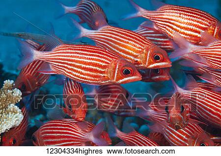 Hawaiian squirrelfish (Sargocentron xantherythrum) are an endemic species and one of the most common squirrelfish seen on Hawaiis reefs; Hawaii, United States of America View Large Photo Image Stock Photograph - Hawaiian squirrelfish (Sargocentron xantherythrum) are an endemic species and one of the most common squirrelfish seen on Hawaiis reefs; Hawaii, United States of America. Fotosearch
