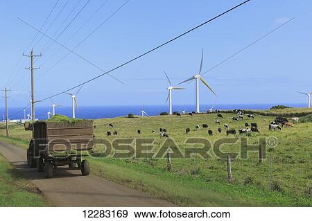 Hay silage wagon passes grazing holstein dairy cows with windmills and power lines North Kohala; Upolu, Island of Hawaii, Hawaii, United States of America View Large Photo Image Stock Photo - Hay silage wagon passes grazing holstein dairy cows with windmills and power lines North Kohala; Upolu, Island of Hawaii, Hawaii, United States of America. Fotosearch
