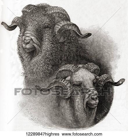 Stock Photograph - Head of Merino ram compared before and after shearing. From The Century Illustrated Monthly Magazine, published 1884.. Fotosearch