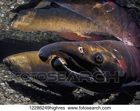 Headshot of a Coho Salmon (Oncorhyncchus kisutch) alpha male (foreground) and his mate reflected in the the shallow water of their spawning habitat in an Alaska stream during late autumn. View Large Photo Image Stock Photograph - Headshot of a Coho Salmon (Oncorhyncchus kisutch) alpha male (foreground) and his mate reflected in the the shallow water of their spawning habitat in an Alaska stream during late autumn.. Fotosearch