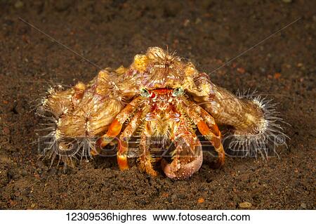 Hermit crab (Dardanus pedunctulatus) with sea anemones (Callictus muriam), for protection; Tulamben, Bali, Indonesia View Large Photo Image Stock Photograph - Hermit crab (Dardanus pedunctulatus) with sea anemones (Callictus muriam), for protection; Tulamben, Bali, Indonesia. Fotosearch