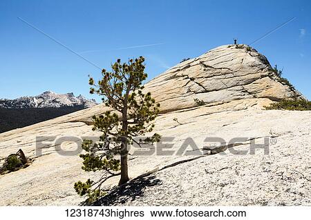 Stock Photograph - Hiker at Lembert Dome, Yosemite National Park; California, United States of America. Fotosearch