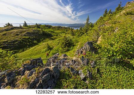 Hiker on a trail on the alpine hillside of Pillar Mountain, Kodiak Island, Southwest Alaska View Large Photo Image Stock Photo - Hiker on a trail on the alpine hillside of Pillar Mountain, Kodiak Island, Southwest Alaska. Fotosearch