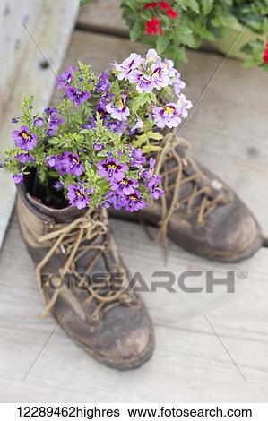 Stock Photograph - Hiking boots with flowers planted in them, Seldovia, Southcentral Alaska, Summer. Fotosearch