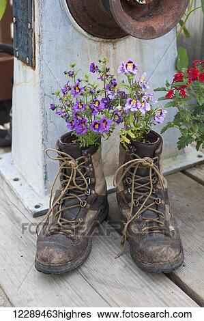 Stock Photograph - Hiking boots with flowers planted in them, Seldovia, Southcentral Alaska, Summer. Fotosearch