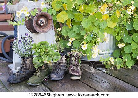 Stock Photograph - Hiking boots with flowers & plants planted in them, Seldovia, Southcentral Alaska, Summer. Fotosearch