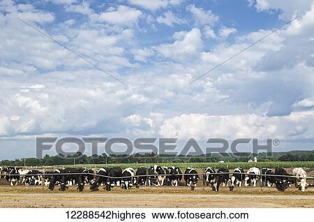 Holstein heifers feeding on corn silage; Grantsburg, Wisconsin, United States of America View Large Photo Image Stock Photograph - Holstein heifers feeding on corn silage; Grantsburg, Wisconsin, United States of America. Fotosearch