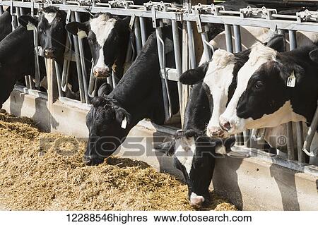 Holsteins feeding; Grantsburg, Wisconsin, United States of America View Large Photo Image Stock Photograph - Holsteins feeding; Grantsburg, Wisconsin, United States of America. Fotosearch