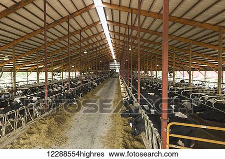 Stock Photograph - Holsteins feeding in barn; Grantsburg, Wisconsin, United States of America. Fotosearch