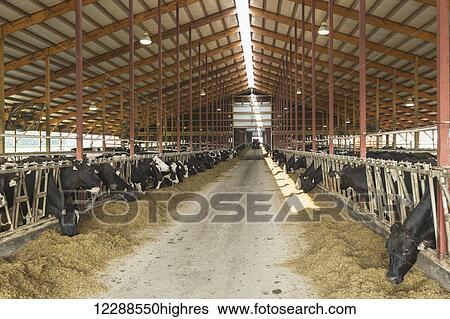 Holsteins feeding in dairy barn; Grantsburg, Wisconsin, United States of America View Large Photo Image Stock Photograph - Holsteins feeding in dairy barn; Grantsburg, Wisconsin, United States of America. Fotosearch
