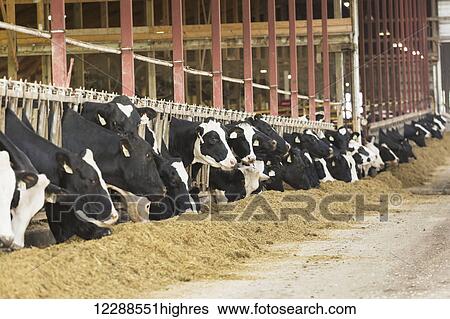 Stock Photograph - Holsteins feeding in dairy barn; Grantsburg, Wisconsin, United States of America. Fotosearch