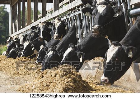 Stock Photograph - Holsteins feeding on a dairy farm; Grantsburg, Wisconsin, United States of America. Fotosearch
